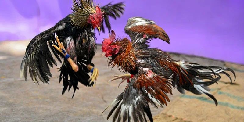 Khám phá đá gà cựa sắt Go99